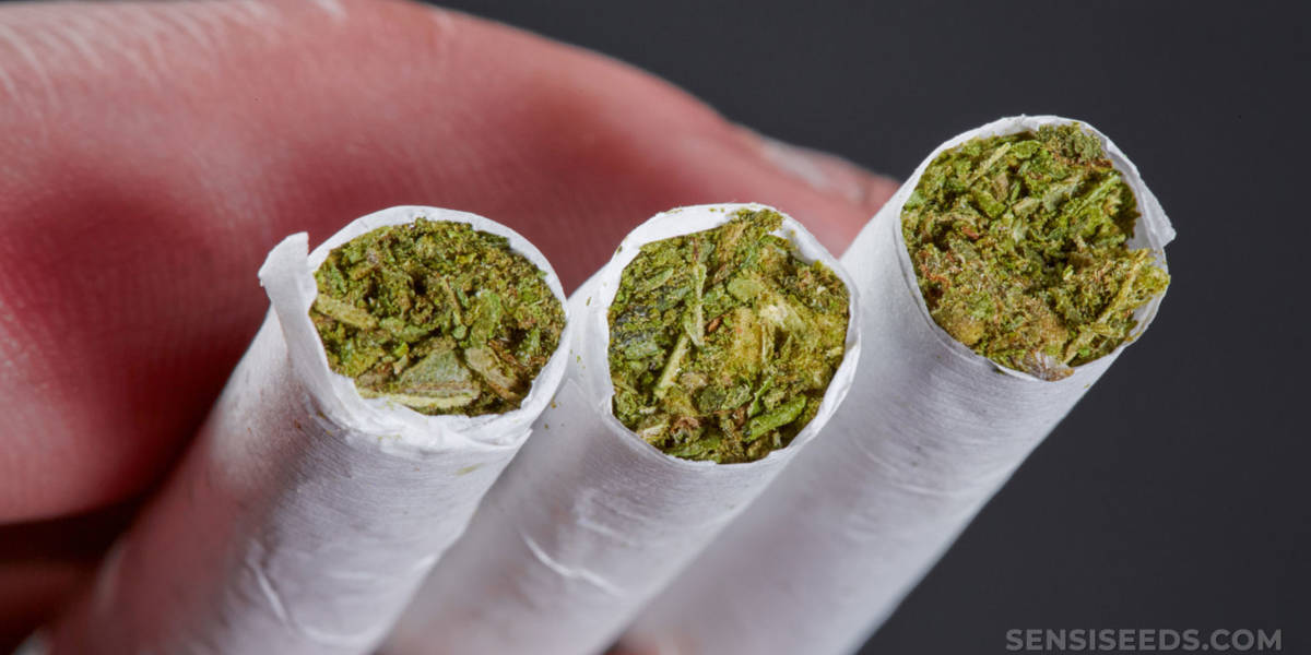 Cannabis