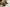 Hond Pexels Onur Kurtic