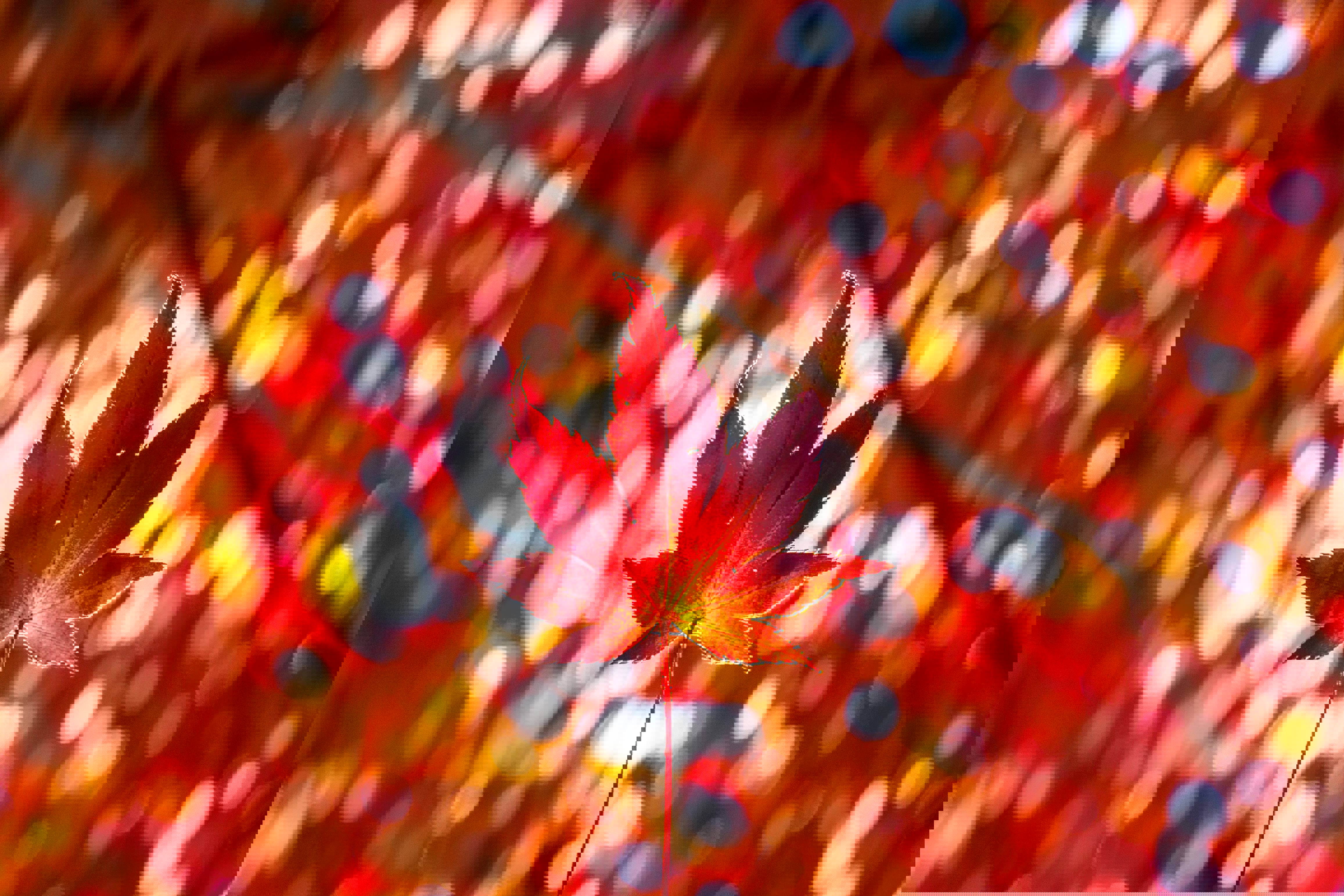 Kanata S E D67 Avc Unsplash