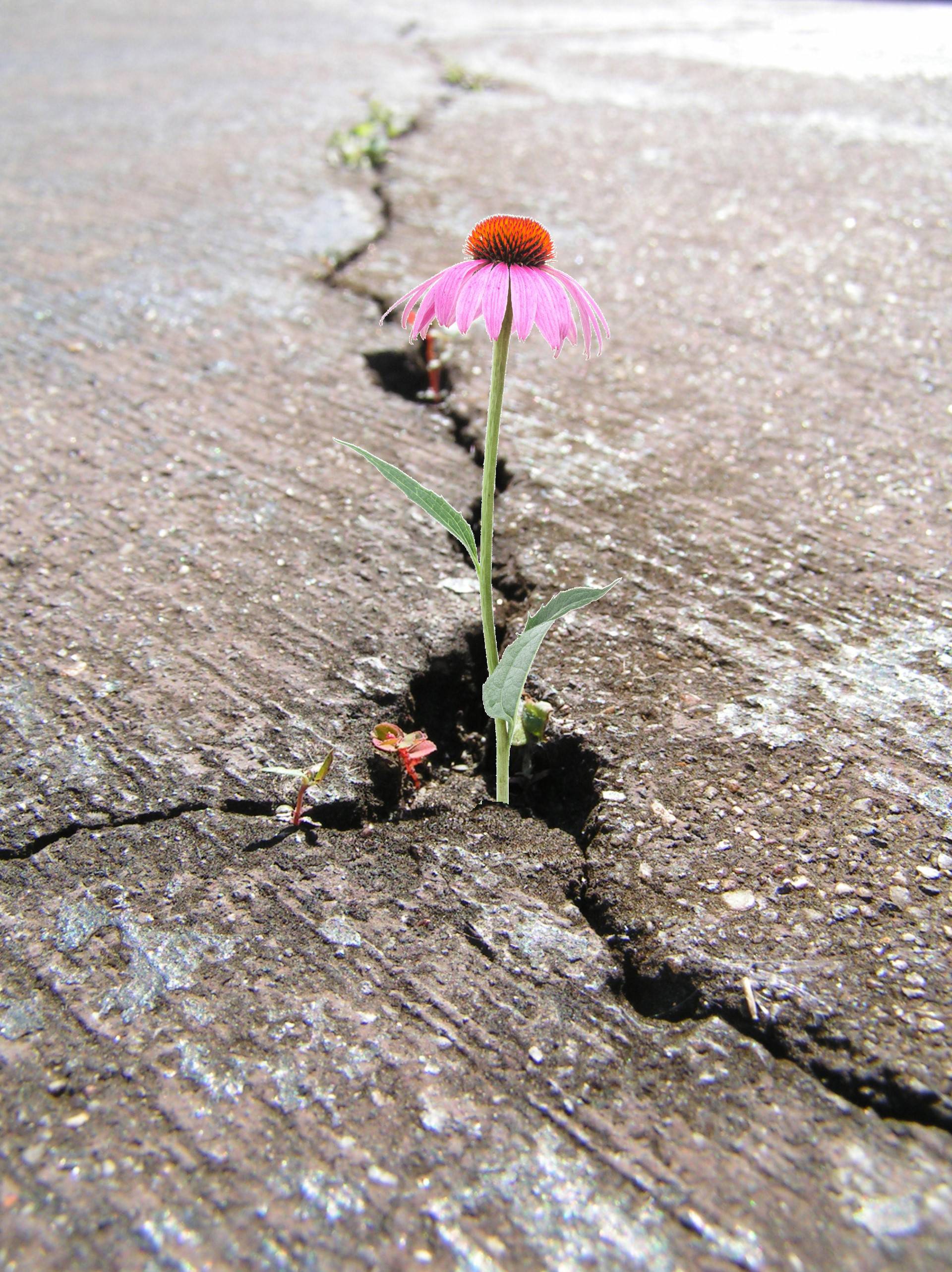 Thumbnail Echinacea In Barst Asfalt By Madeleine Kerkhof